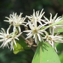 Chionanthus Mala-Elengi Malabar Fringe Tree 10 Seeds Gardening USA SELLER - £9.45 GBP