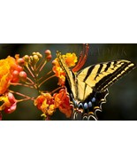 Caesalpinia Pulcherrima Pride Of Barbados Mexican Bird Peacock Seeds Ora... - €6,04 EUR