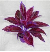 PWO Fresh Aglaonema Bonsai &#39;Pink Dud&#39; - £7.39 GBP