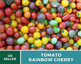 50 Tomato Rainbow Cherry Seeds Lycopersicon esculentum Indeterminate Plant - £12.59 GBP