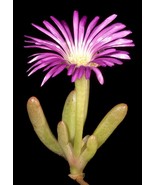 Disphyma Crassifolium Ice Plant Living Stone Cactus Seed 50 Seeds Fresh ... - $301.58 MXN