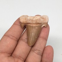 14.3g, 1.8&quot;X 1.5&quot;x 0.5&quot; Natural Fossils Fish Shark Tooth @Morocco,MF2760 - £6.32 GBP