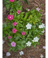 150 Mixed Vinca Seeds Periwinkle/ Annual or Perennial Flower **Fresh Fal... - $4.95