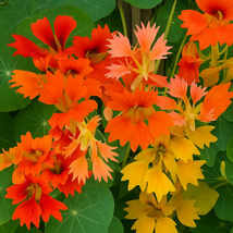 Phoenix nasturtium thumb200