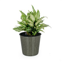 Catleza 10.2&quot; Self-Watering Wicker Decor Planter for Indoor and Outdoor - Round  - £29.63 GBP