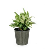 Catleza 10.2&quot; Self-Watering Wicker Decor Planter for Indoor and Outdoor ... - $37.19