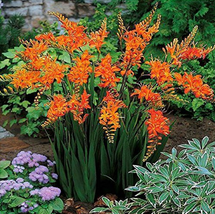 100 Seeds Orange Daffodil Seeds Narcissus Flower Seeds Bosnai Tazetta Fl... - $10.89