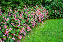 VP Bulk Hardy Begonia Grandis Rose Pink Perennial Sun - Shade 500 Seeds - £40.28 GBP