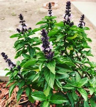 Thai Basil Seeds 200 Purple Basilsian Basil Heirloom Non Gmo Gardening USA SHIPP - $7.94