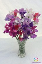 50 Bicolour Mixture Sweet Pea Seeds Free Shipping - £11.95 GBP