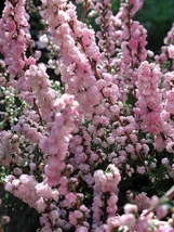 H.E. Beale Scotch Heather - Calluna vulgaris - 4&quot; Pot Plant - €22,75 EUR