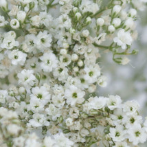 Vpf Baby&#39;s Breath Gypsophila Seeds 1000+ Flower Usa White Flowers - £2.02 GBP