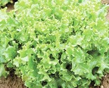 Lettuce Seed Tango Lettuce 500 Seeds Cimarron Great Lakes Boston Romaine... - $8.99