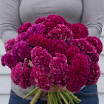 Cramer&#39;s Rose Celosia Seeds, Cramer&#39;s Rose Celosia Flower Seeds  - $13.99