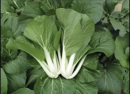 ‼️ ‼️1 000 Seeds White Stem Pak Choi Pechay USA SELLER - $11.98