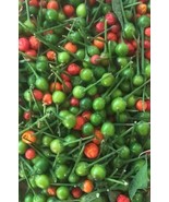 Chiltepin Wild Chile Seeds | Hot | Heirloom | Organic FRESH - £9.17 GBP