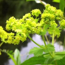 Lady S Mantle Seeds Alchemilla Vulgaris Packet Of 50 Seeds US Seller Fas... - $8.97