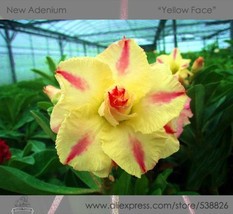 Heirloom &#39;Yellow Face&#39; Yellow Desert Rose with Red Stripe Professional 2... - $12.03