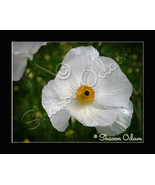 Wild White Poppy Thistle - Fine Art Print - WF0092C - $24.01 CAD