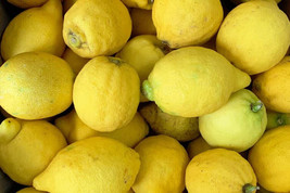 5 Verna Lemon Seeds Fresh Seeds USA - $6.96