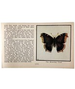 Mourning Cloak Butterfly 1934 Butterflies Of America Antique Insect Art ... - $19.99