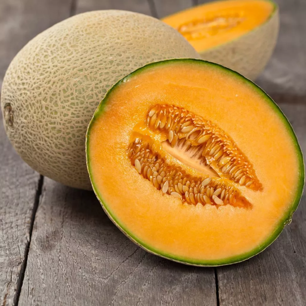 50 IROQUOIS MELON SEEDS NON-GMO  FRESH HARVEST FOR GARDENS - $7.34