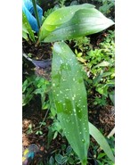 Aspidistra Live Plantmilky Way Fancy Cast Iron Plant In 4 Inches Pot Fre... - $28.89