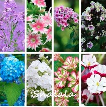 Mixed Phlox Seeds Garden Fresh USA Store - $6.80