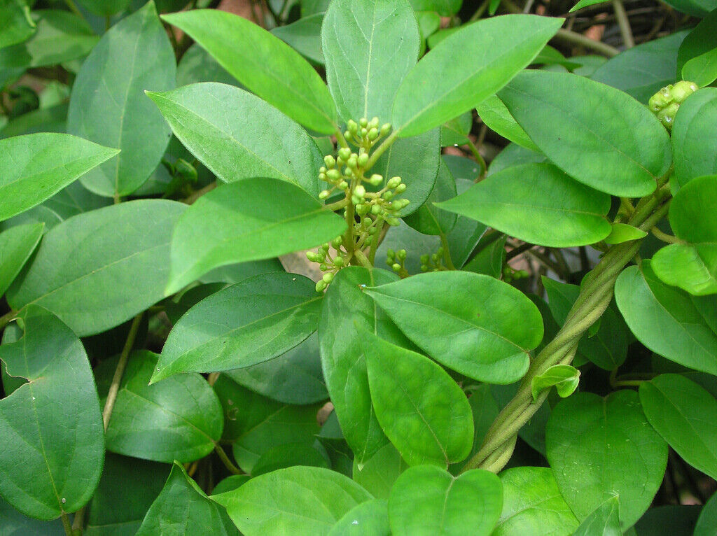 Gymnema Sylvestre Gymnema Herb Seeds Fresh USA Fast Shipping