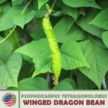 10 Winged Dragon Bean Seeds, Psophocarpus Tetragonolobus, Đậu Rồng From US - £8.55 GBP