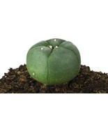50 Seeds Cactus Lobivia Peruviana Hendriksenianus oreocereus - $18.25 CAD
