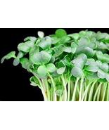 Upland Cress Seeds - &quot;Creasy Greens&quot; in the South - Mmmmmm...GOOD!!!!!!(... - £3.97 GBP