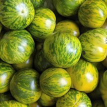 Green Zebra Tomato Seeds Organic Garden Fast Shipping - $6.50