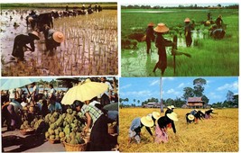 4 Color Postcards Thailand Agriculture Planting Rice Harvesting Durian U... - $6.00