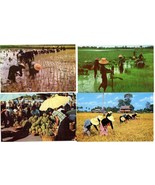 4 Color Postcards Thailand Agriculture Planting Rice Harvesting Durian U... - £4.72 GBP