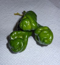 US Seller 200 Green Penis Peter Pepper Seeds Penis Chili Capsicum Organic Heirlo - $10.99