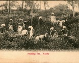 Vtg Postcard 1900s UDB Sri Lanka Ceylon Kandy - Pruning Tea Unposted - $29.65