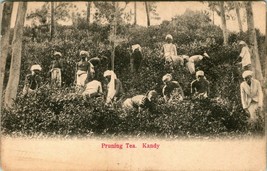 Vtg Postcard 1900s UDB Sri Lanka Ceylon Kandy - Pruning Tea Unposted - £23.22 GBP