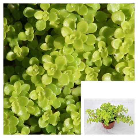 Sedum Makinoi 4Inches Oregon Stonecrop Pot Houseplant succulent Live Plant - $18.99