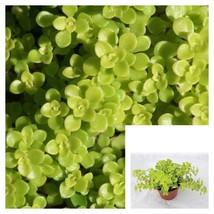 Sedum Makinoi 4Inches Oregon Stonecrop Pot Houseplant succulent Live Plant - $18.99