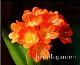  100 Clivia Flower Potted Flower Gorgeous Clivia Flower (Kaffir Lily) Decor Seed - £34.15 GBP