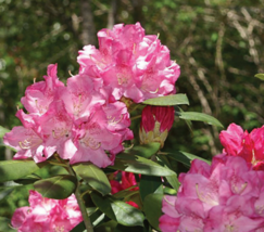 1 Pc Quart Pot Dark Pink Rhododendron Flowers, Rhododendron Live Plant | RK - £58.75 GBP