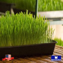 Cat Grass Seeds Wheatgrass (Organic) Non Gmo Heirloom Home Garden - £4.39 GBP