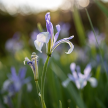 Iris Laevigata Water Iris Kakitsubata Aqua Flower - 20 Seeds - £8.39 GBP