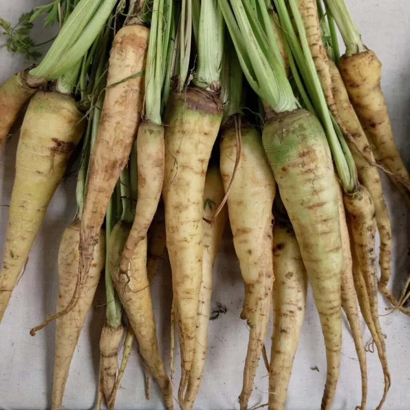 1000 Lunar White Carrot Seeds for Garden Planting - $5.48