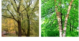 2-3 Foot Copper Birch - River Birch Tree - 24-36&quot; Tall Live Plant - Betula nigra - £58.34 GBP