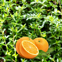Orange Thyme Orangelo Thymus Vulgaris Fragrantissimus Culinary Herb  30 ... - £4.70 GBP