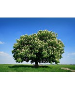 Fresh Chestnut Tree Seeds Best Chestnut Trees For Whitetail Deer - $21.92