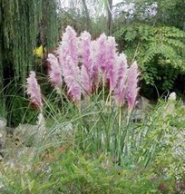 25 Purple Pampas Grass   From US - $8.00