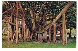Hawaii Postcard Indian Banyan Tree Honolulu Maui - £1.74 GBP